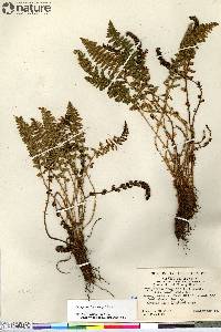 Dryopteris fragrans image