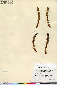 Dryopteris fragrans image