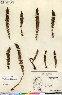 Dryopteris fragrans image