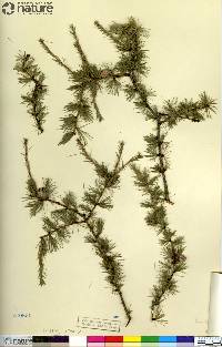 Larix laricina image