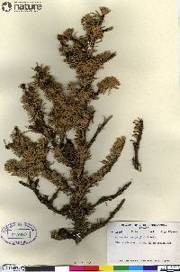 Abies lasiocarpa image