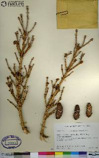 Picea glauca image