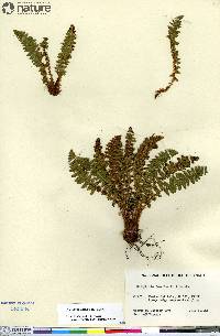 Dryopteris fragrans image