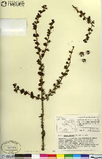 Larix laricina image