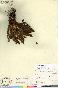 Dryopteris fragrans image