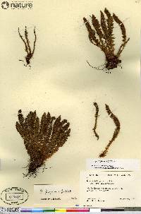 Dryopteris fragrans image