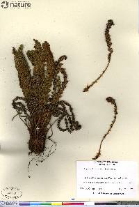 Dryopteris fragrans image