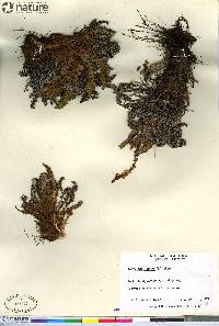 Dryopteris fragrans image