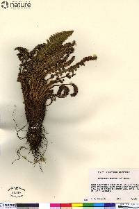 Dryopteris fragrans image