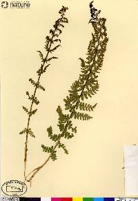 Athyrium asplenioides var. cyclosorum image