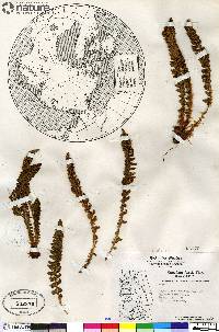 Dryopteris fragrans image