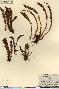 Dryopteris fragrans image