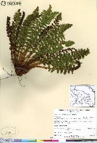 Dryopteris fragrans image