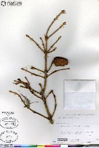 Picea glauca image