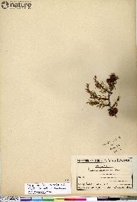 Larix laricina image