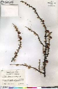 Larix laricina image