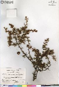 Larix laricina image