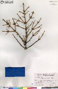 Picea glauca image