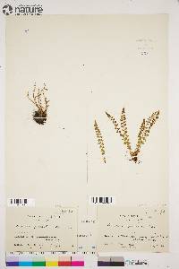 Woodsia glabella image