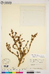 Picea glauca image