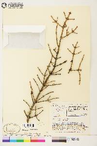 Picea mariana image