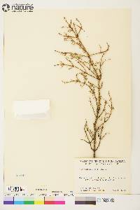 Picea mariana image