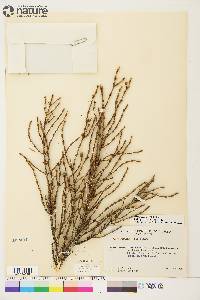 Picea mariana image