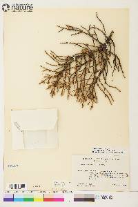 Picea mariana image