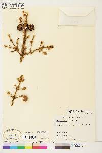 Picea mariana image