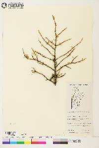 Picea mariana image