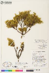 Juniperus communis var. depressa image