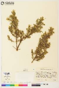 Juniperus communis var. depressa image