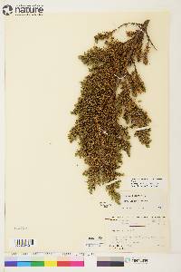 Juniperus communis var. depressa image