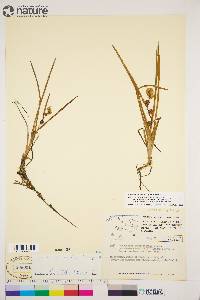 Sparganium angustifolium image