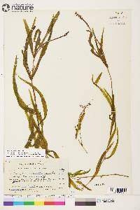 Potamogeton alpinus image