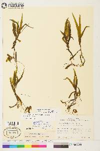 Potamogeton alpinus image