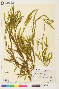 Potamogeton alpinus image