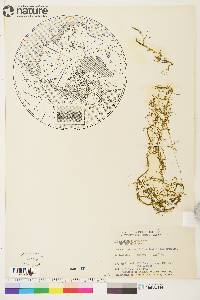 Potamogeton foliosus subsp. foliosus image