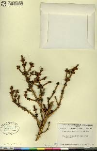 Picea glauca image