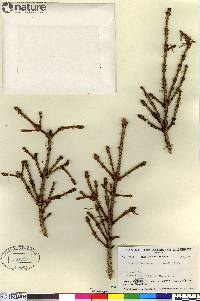 Picea glauca image