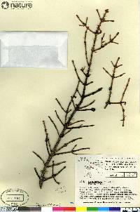 Picea mariana image