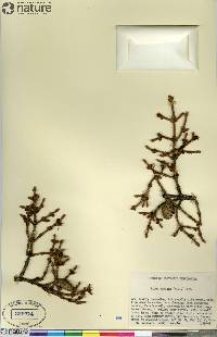 Picea mariana image