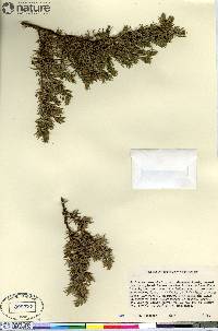 Juniperus communis var. depressa image