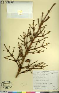 Picea mariana image