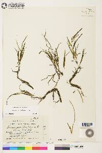 Potamogeton subsibiricus image