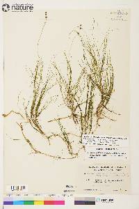 Stuckenia filiformis image