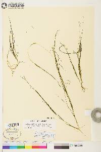 Stuckenia filiformis image