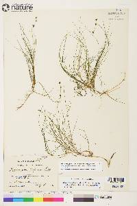 Stuckenia filiformis subsp. filiformis image