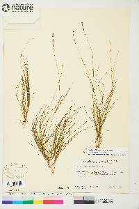 Stuckenia filiformis image