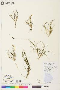 Stuckenia filiformis image